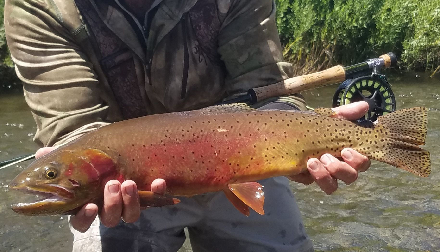 Big native